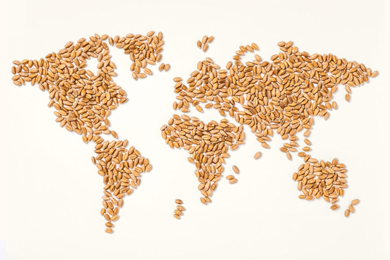 map of the world in wheat grains