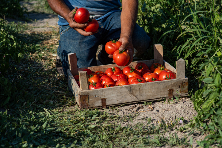 Man kneeling in a field with a crate of tomatoes
