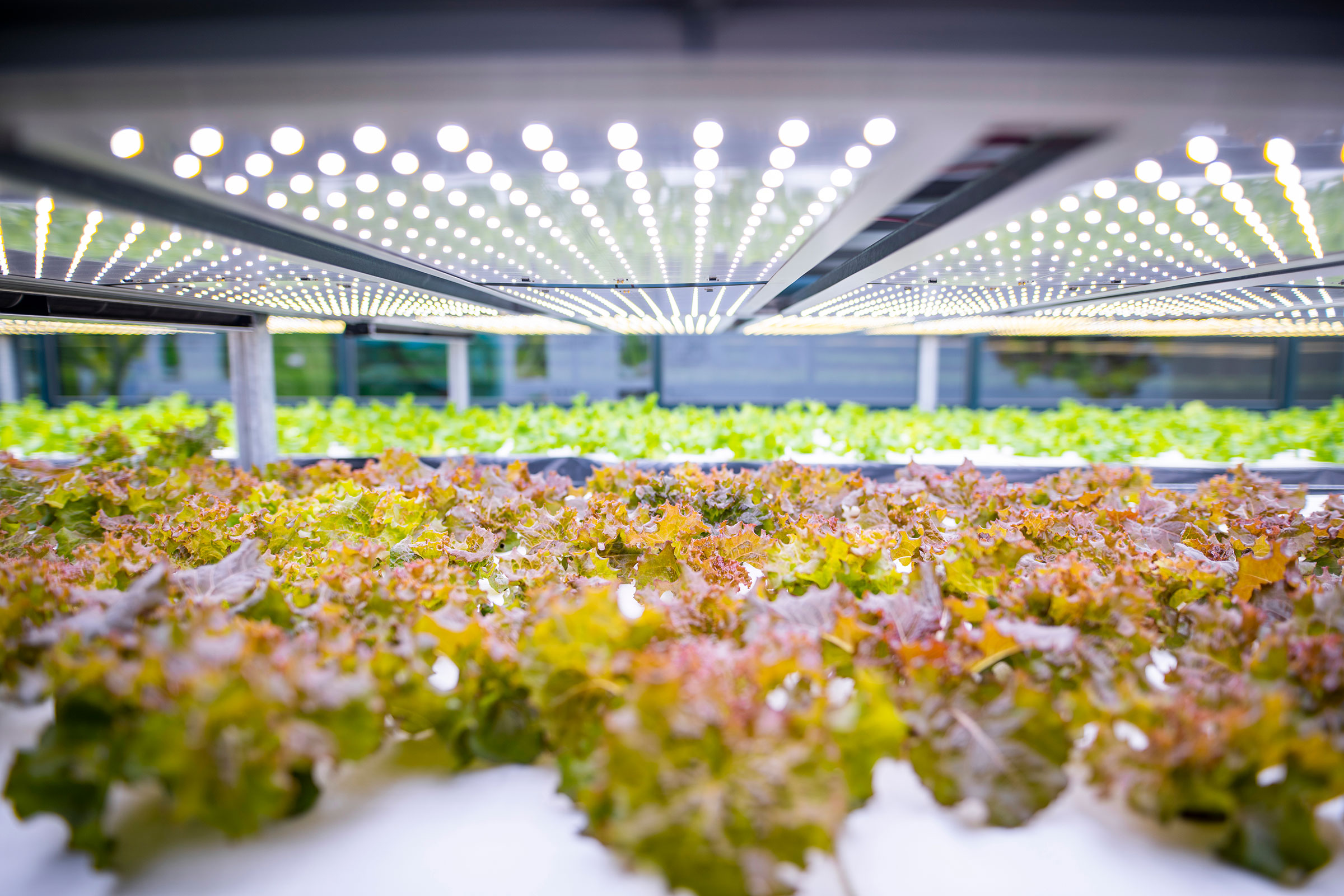 Racks of cultivated lettuce at indoor vertical farm.